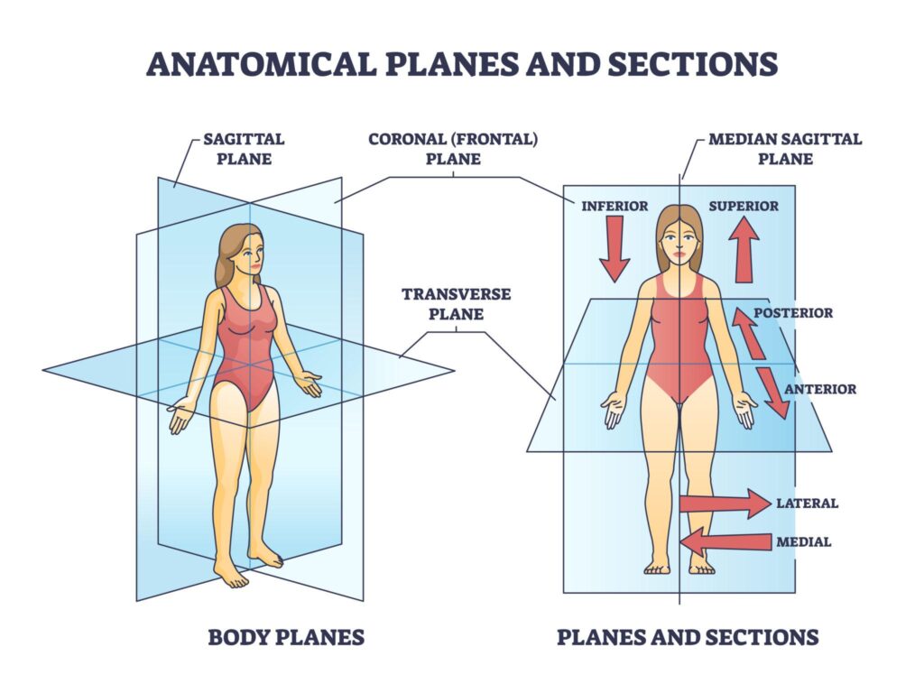 Movements and Planes of Movements in Human Body