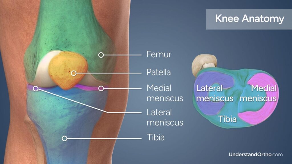 Meniscus and the MYTHS about its regeneration